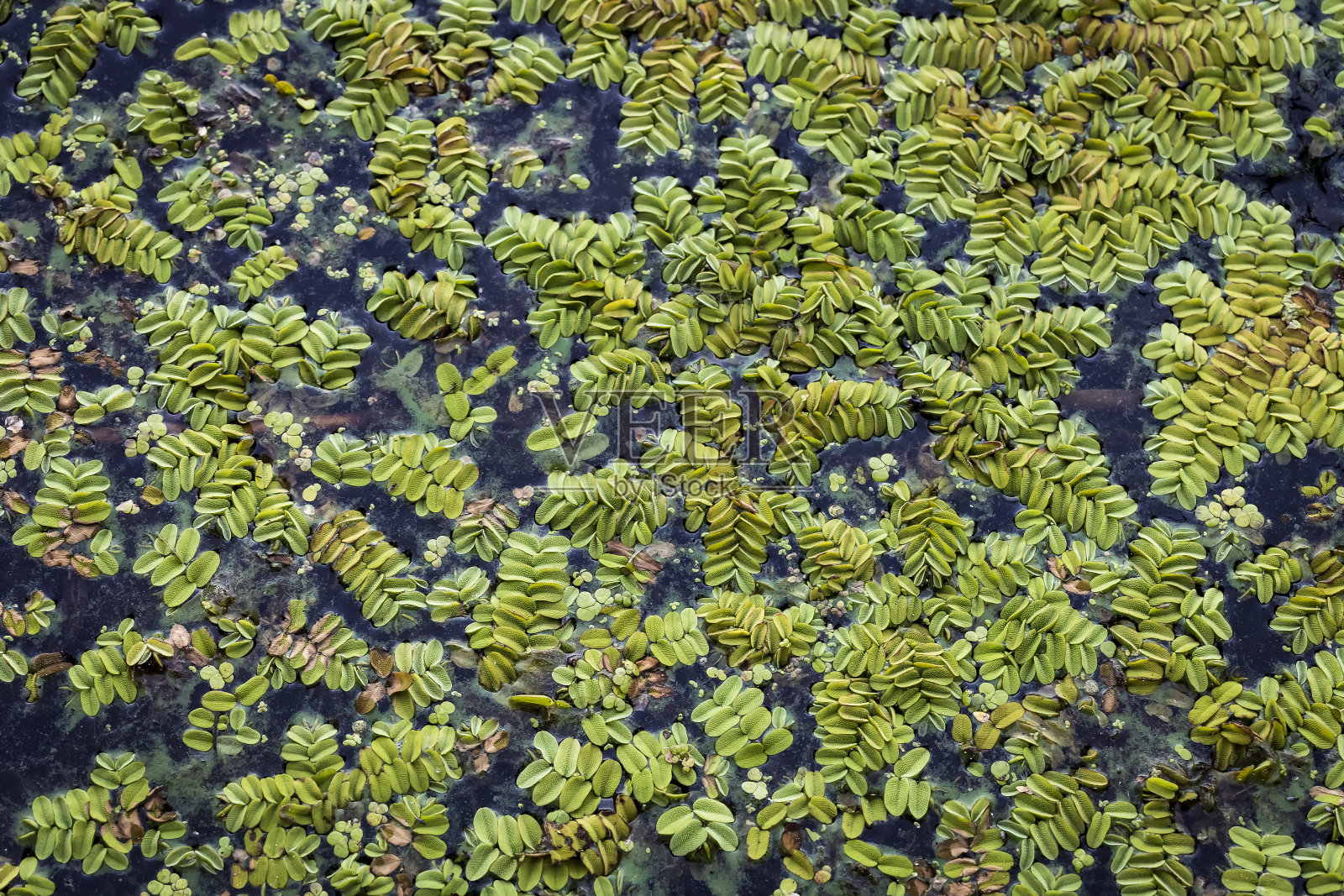 植物salvinia natans被称为漂浮的水苔藓,漂浮的苔藓,或水蝴蝶翅膀在
