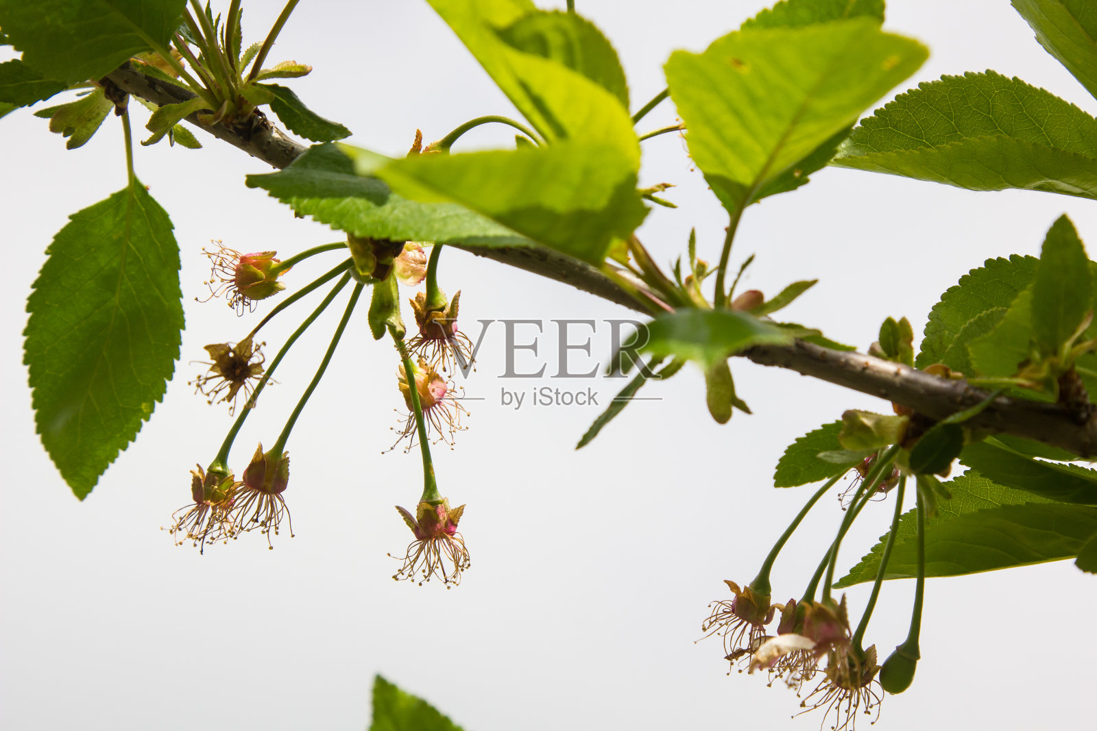 果树颜色照片摄影图片