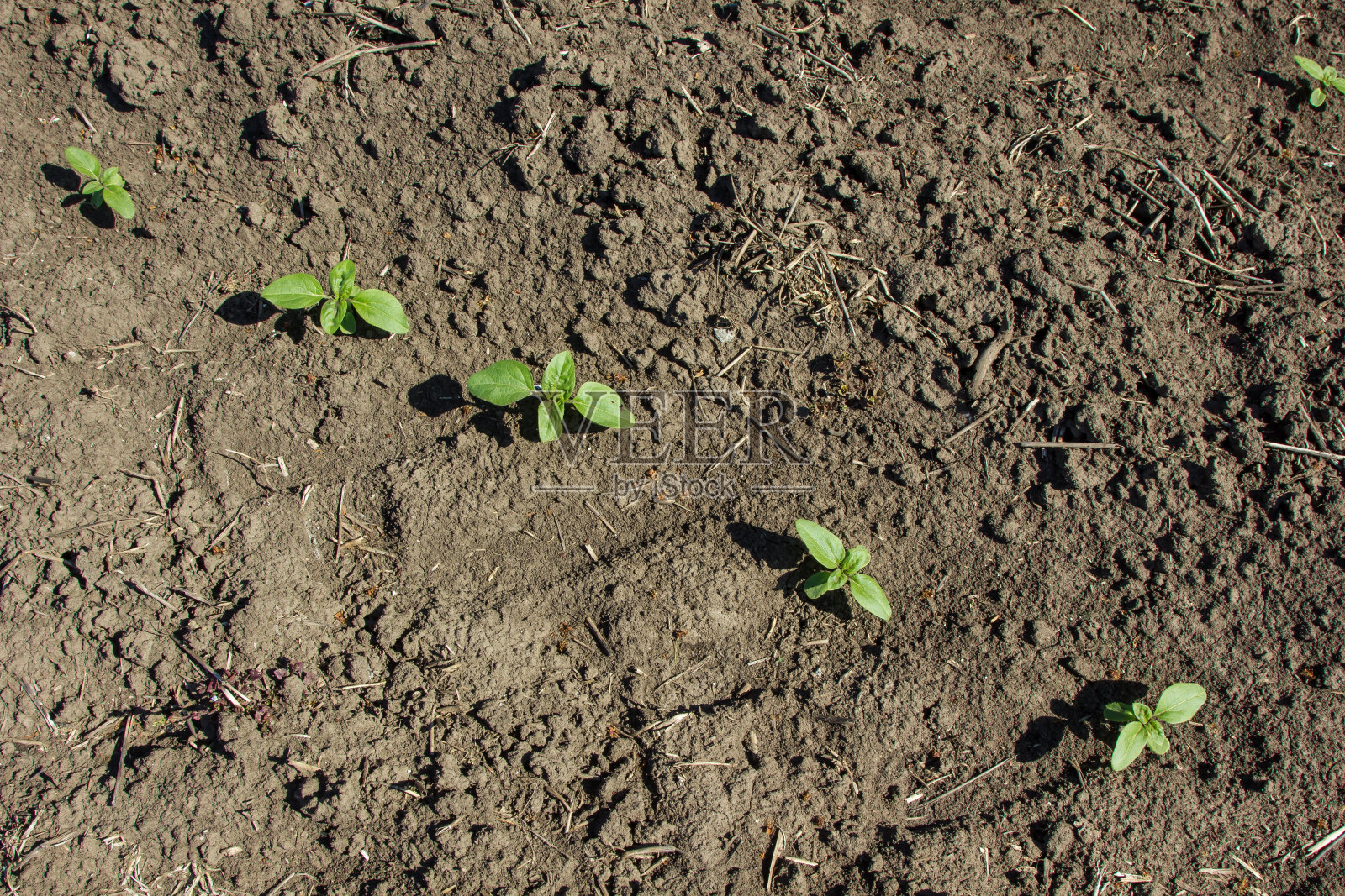 在农场的地里，向日葵在春天发芽照片摄影图片