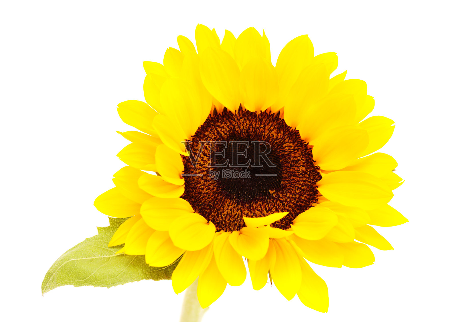 向日葵属，普通向日葵，分离株照片摄影图片