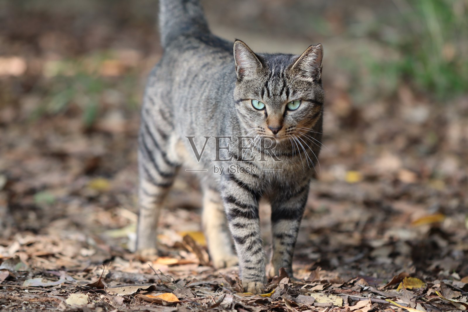 野鸡猫站在一片枯叶上。照片摄影图片