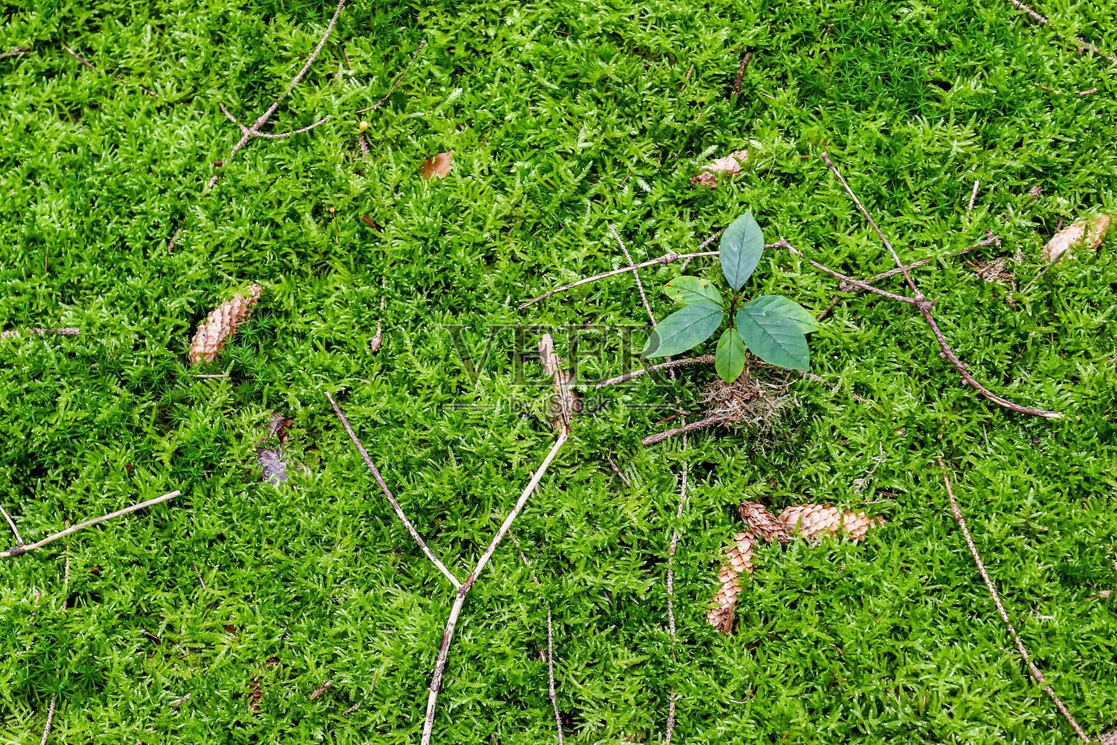 森林地面纹理与苔藓和树枝的详细近景照片摄影图片