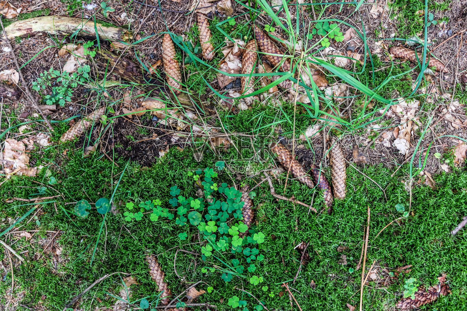 森林地面纹理与苔藓和树枝的详细近景照片摄影图片