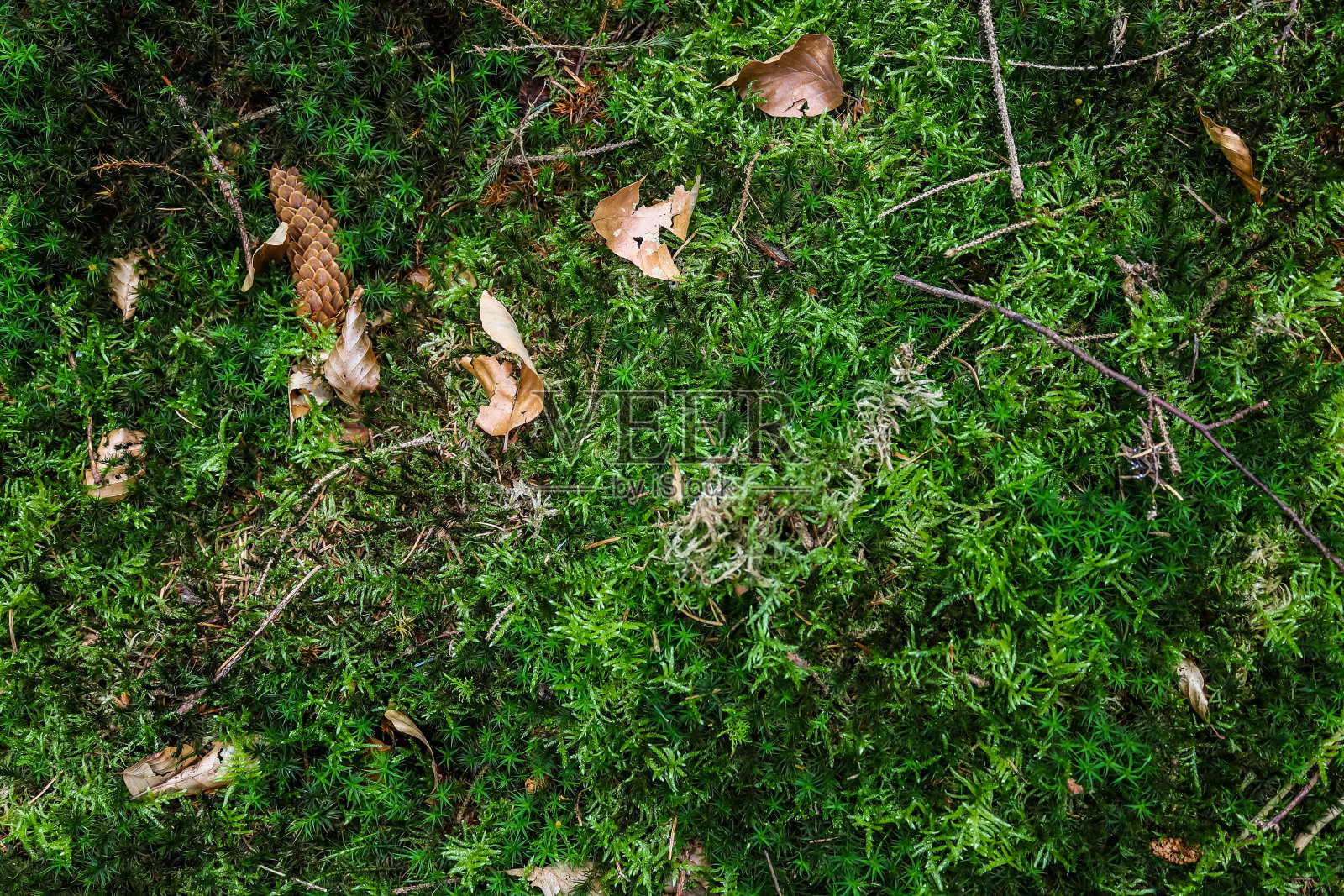 森林地面纹理与苔藓和树枝的详细近景照片摄影图片