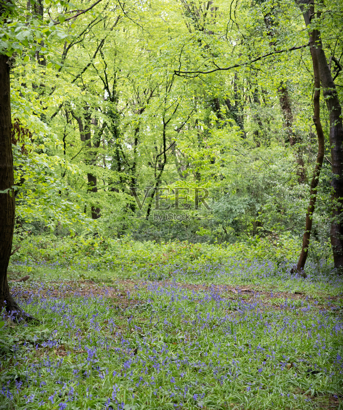 林地里的蓝铃草照片摄影图片