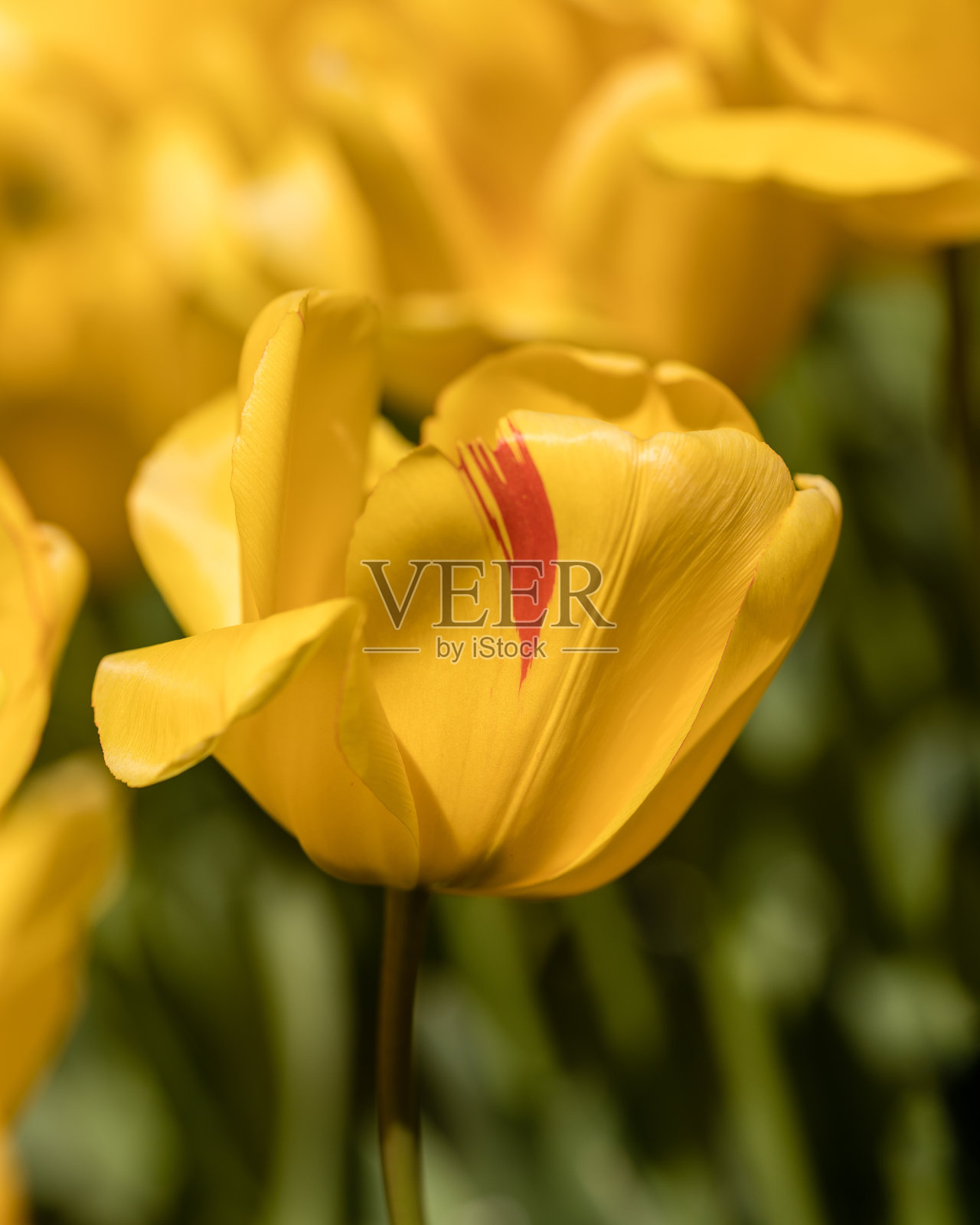 郁金香生长在花园里照片摄影图片