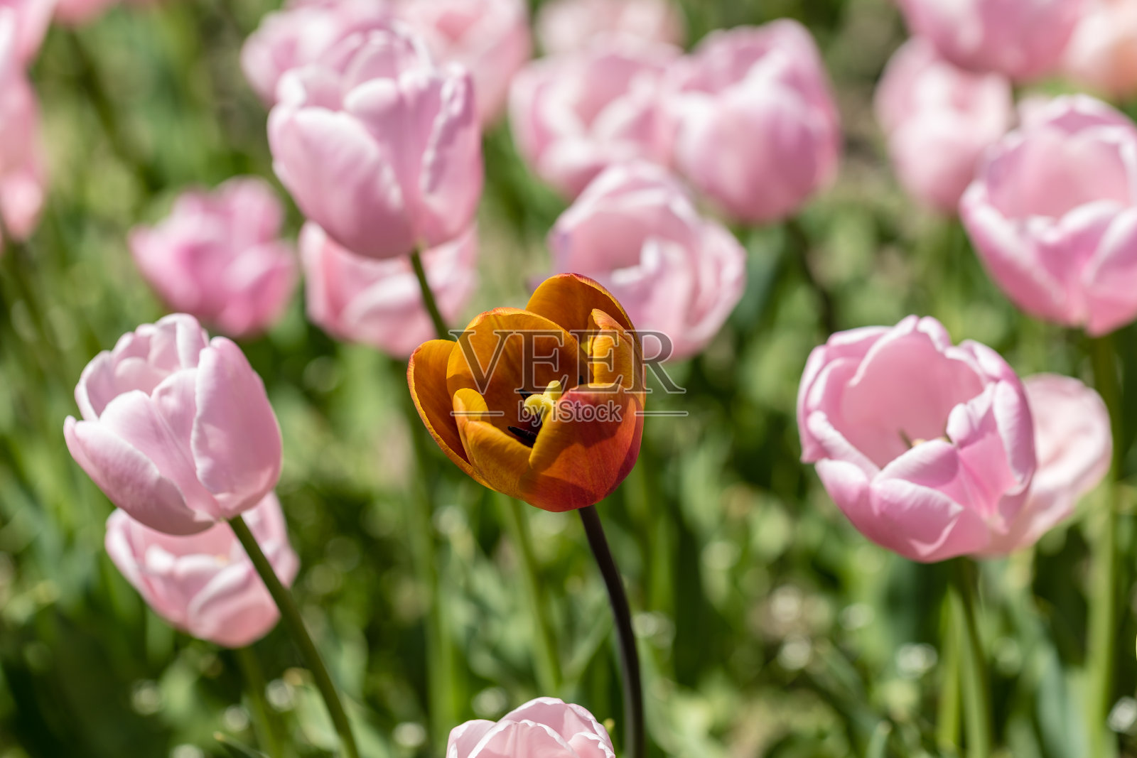 郁金香生长在花园里照片摄影图片