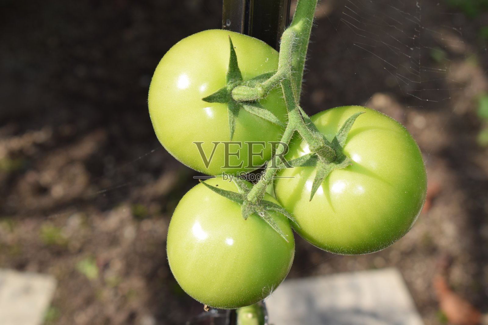 三个绿色的西红柿照片摄影图片