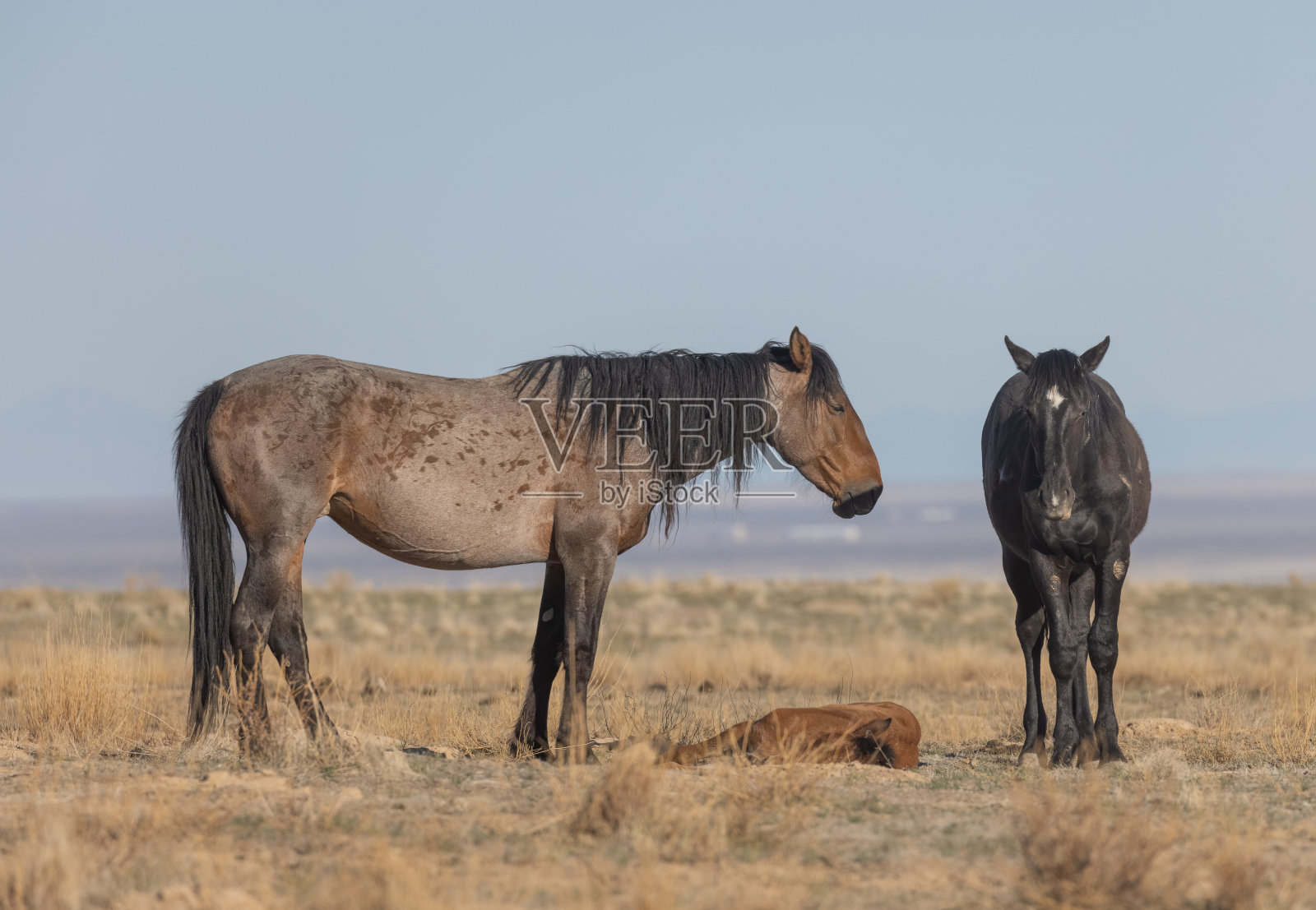犹他州沙漠中的野马照片摄影图片