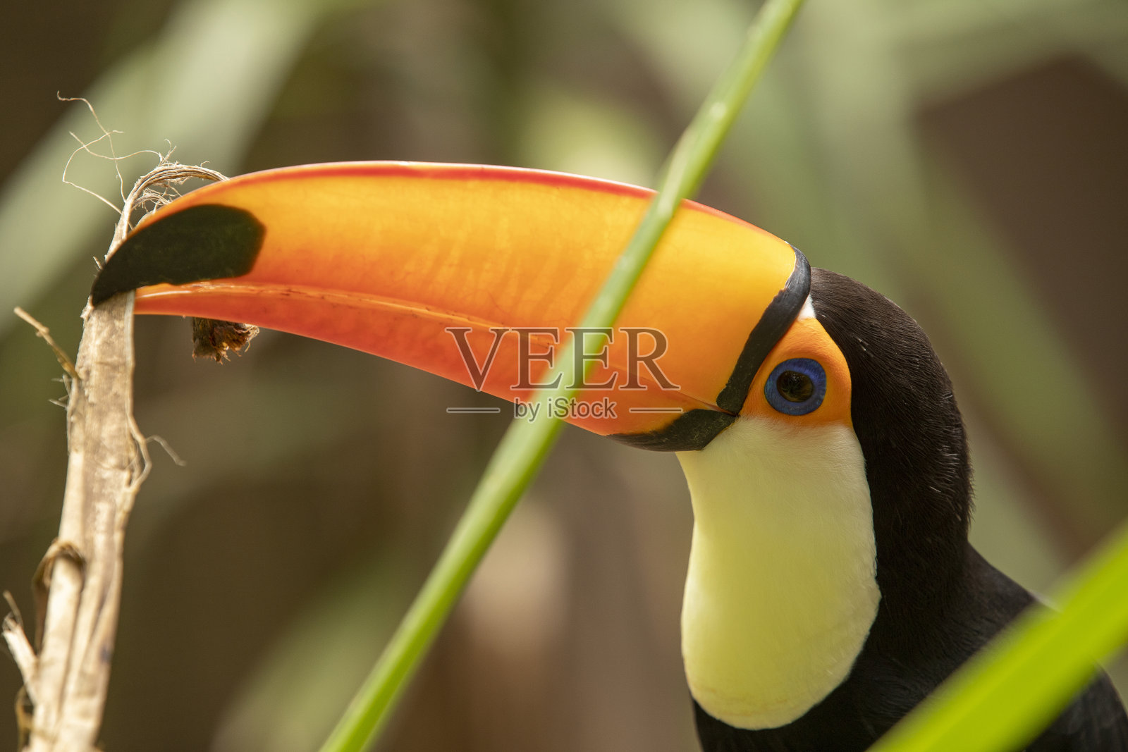 体罚巨嘴鸟照片摄影图片