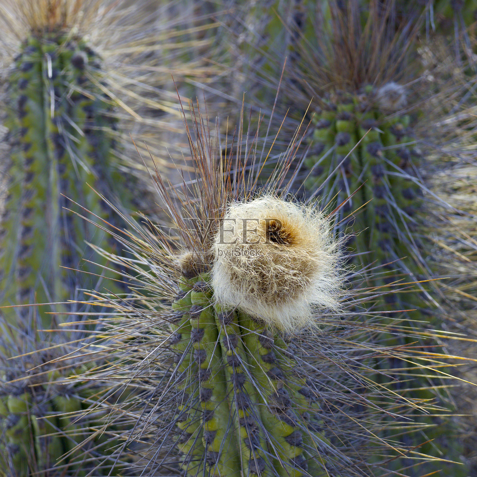 智利仙人掌的花蕾和茎照片摄影图片