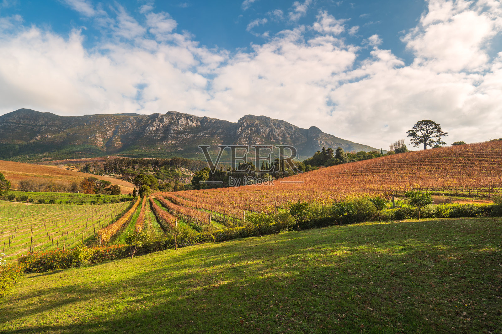 葡萄酒排在康斯坦夏山谷与餐桌山脉在背景照片摄影图片
