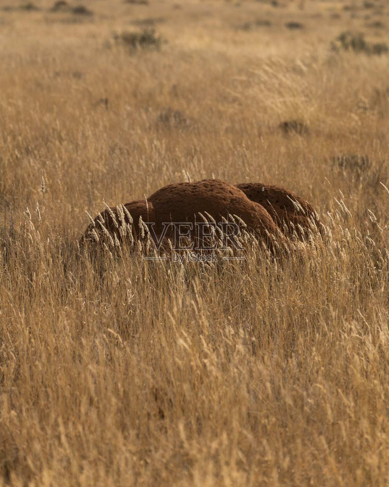 深棕色的蚂蚁山在卡鲁的黄色草地照片摄影图片