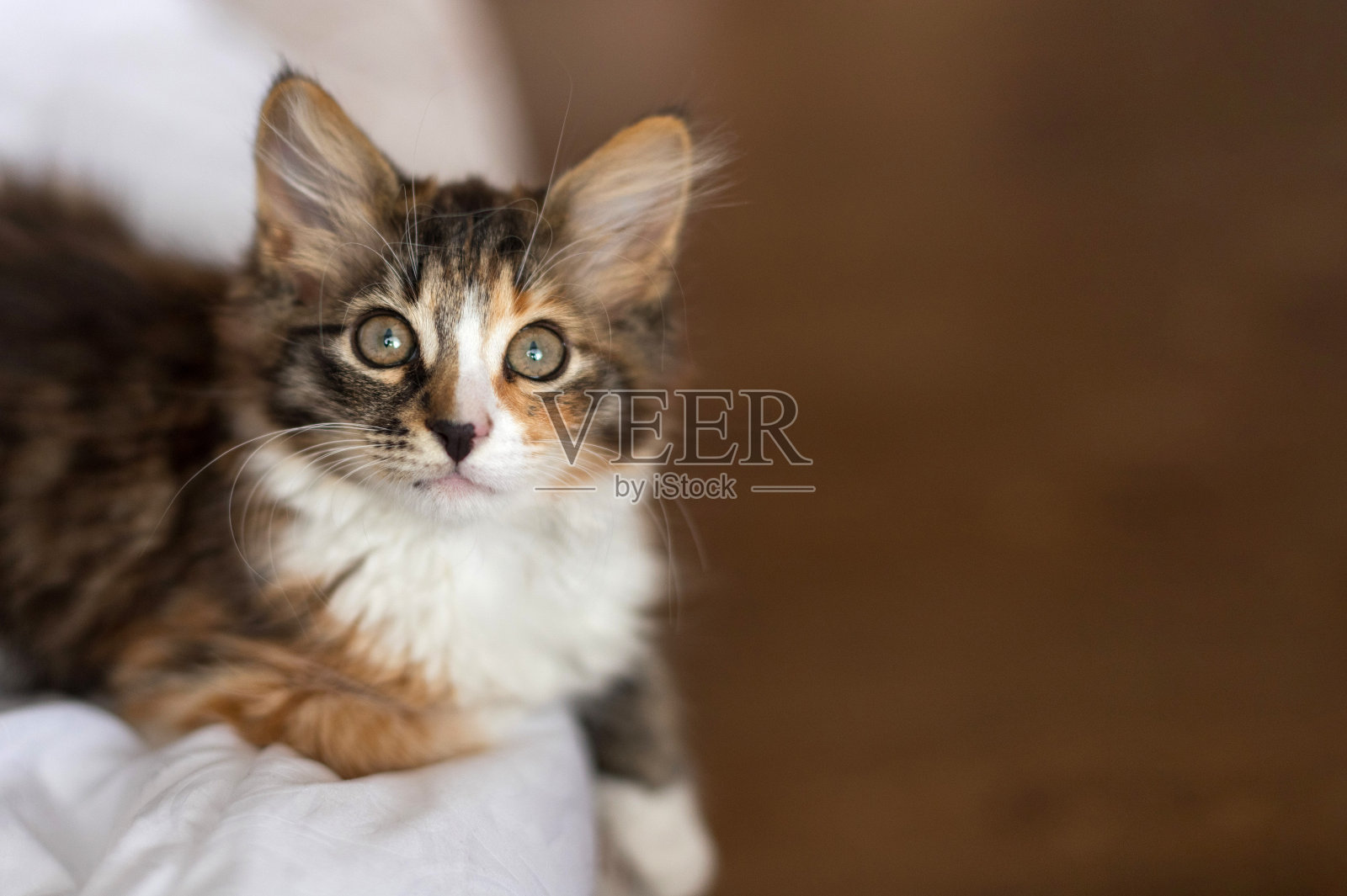 一只可爱的小猫睡在白色的床上。它是红色、黑色和白色的。这就是爱情，适合笔记本、日历、笔记本。对宠物的爱。照片摄影图片