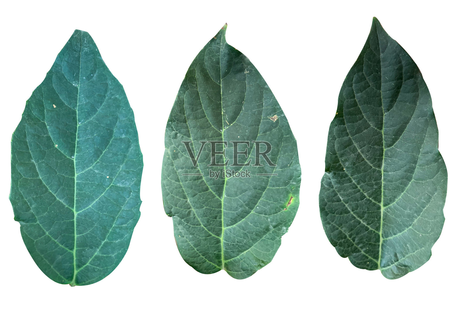 在白色背景上设置各种森林植物叶子。照片摄影图片