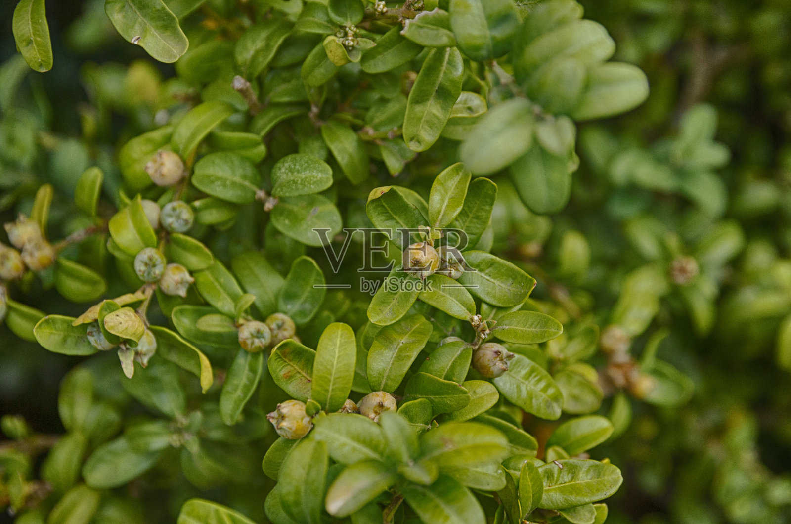 阿尔巴苯纳克(HUESCA)照片摄影图片