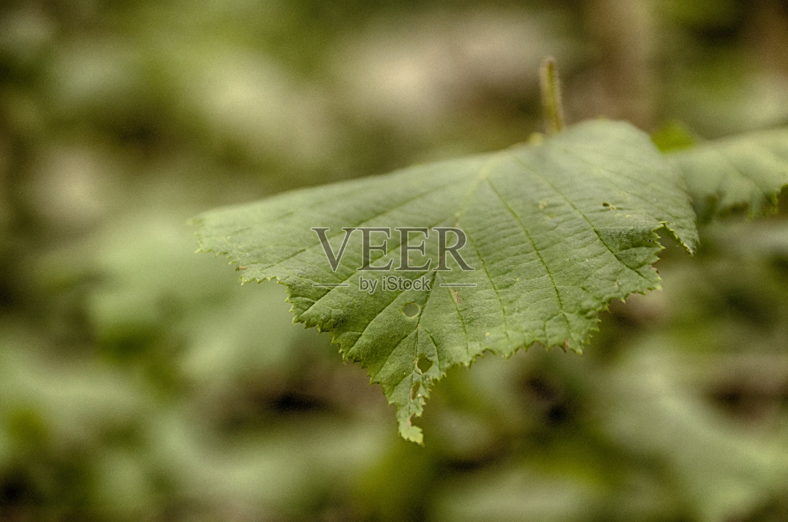阿尔巴苯纳克(HUESCA)照片摄影图片