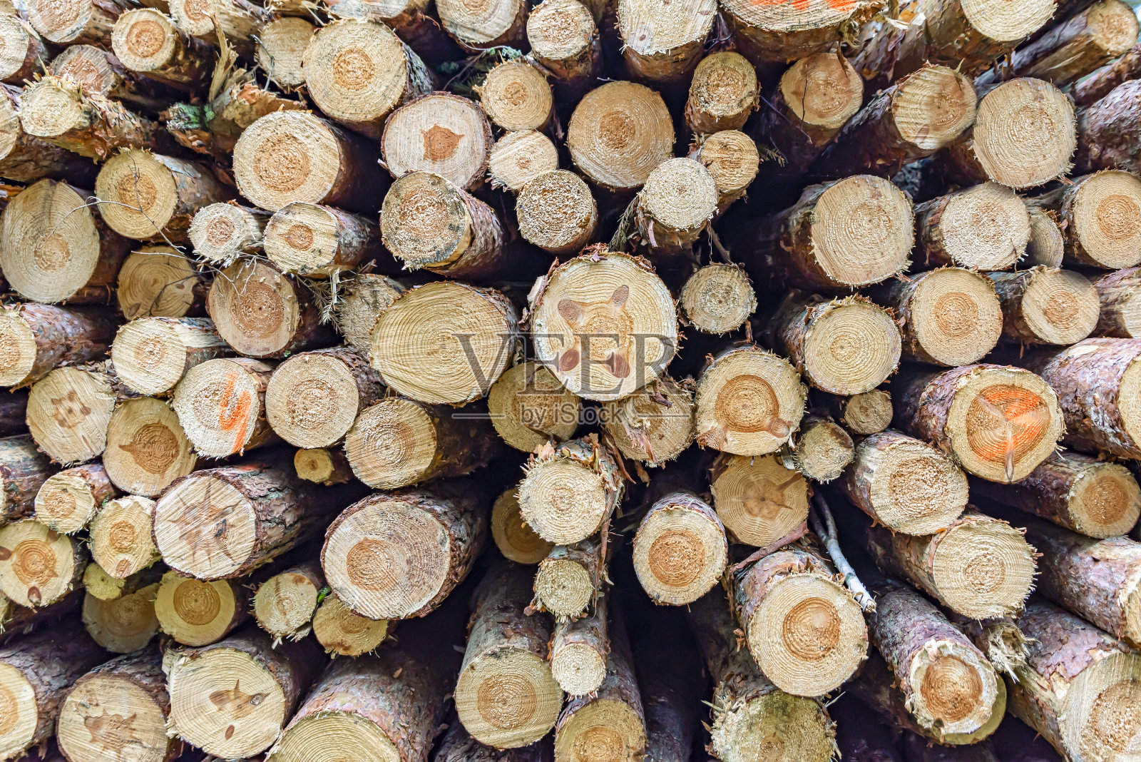 堆中的日志。在森林里收割松木。折叠的木头。针叶林中的一堆原木。树干照片摄影图片