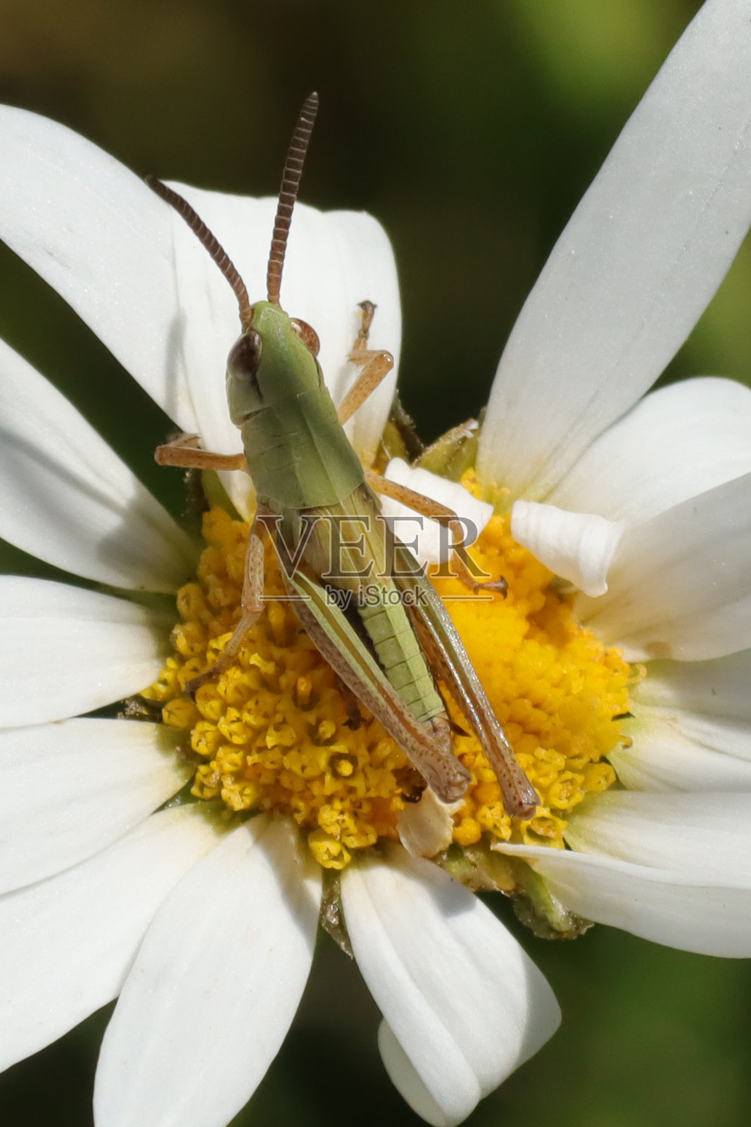 草地蝗虫(平行拟蝗)照片摄影图片