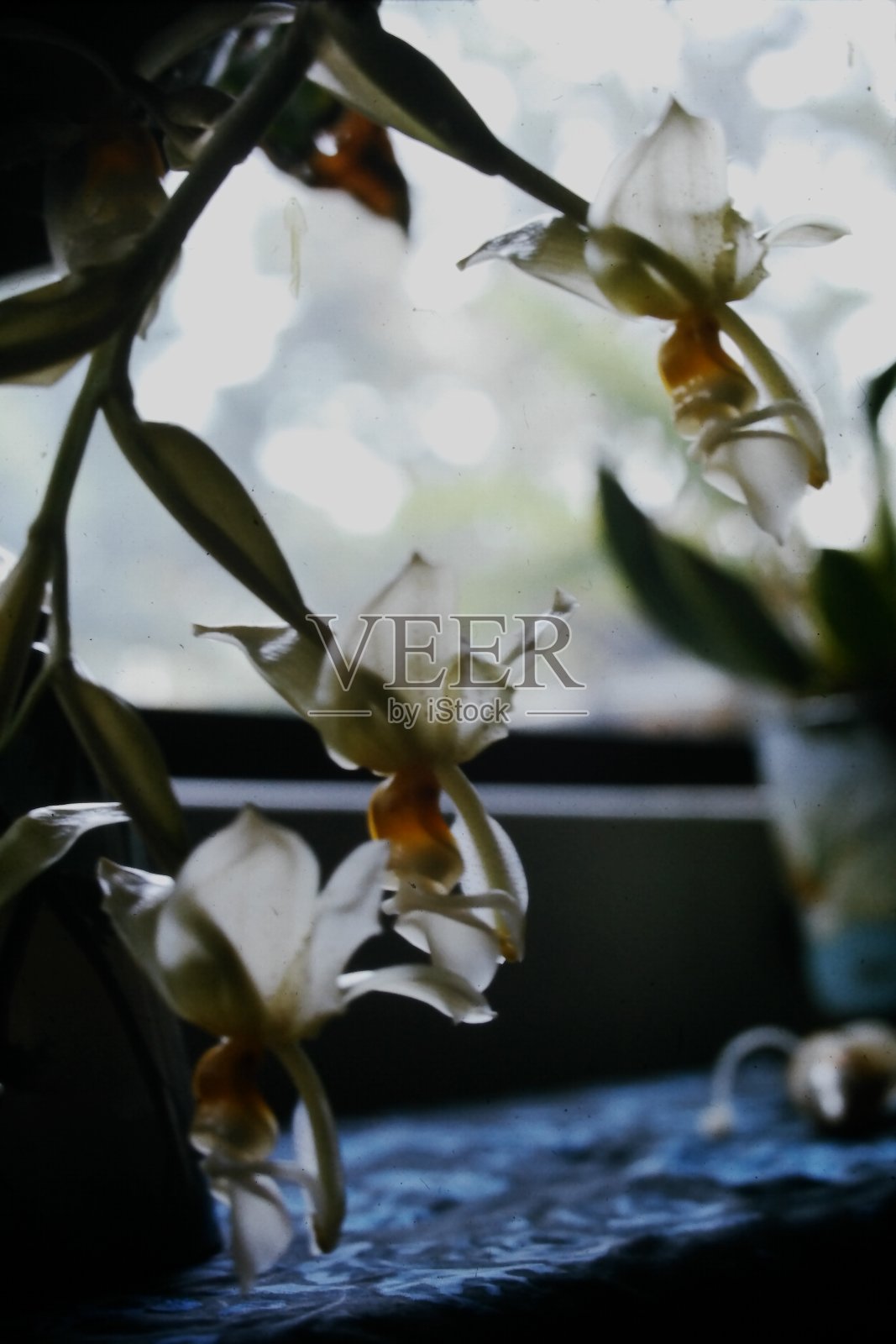 白色的花照片摄影图片