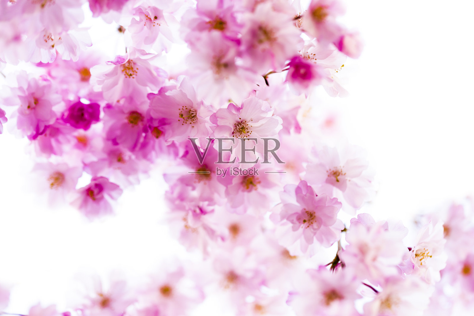 粉红色的樱花照片摄影图片