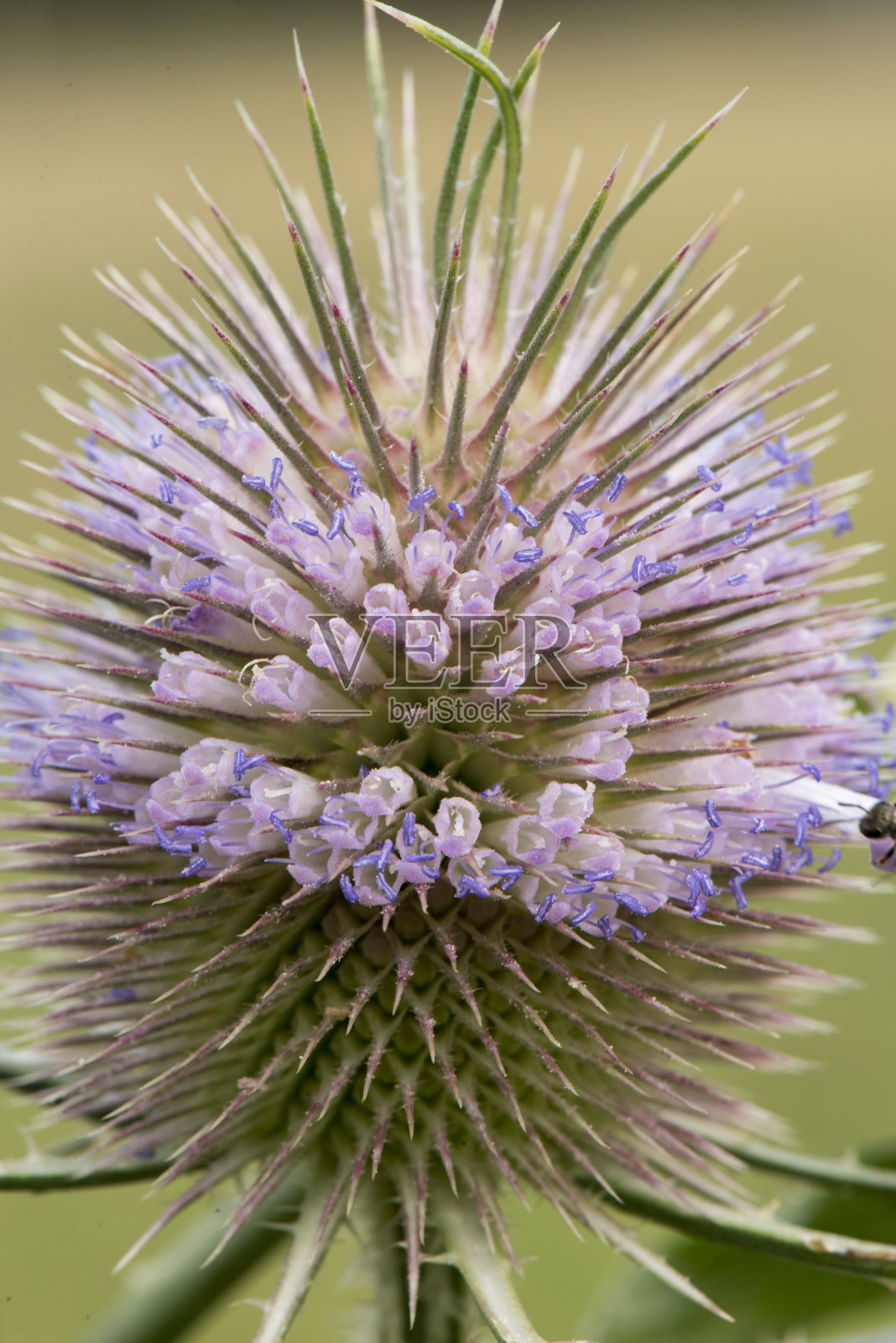 在开花的续断，具紫罗兰花粉照片摄影图片