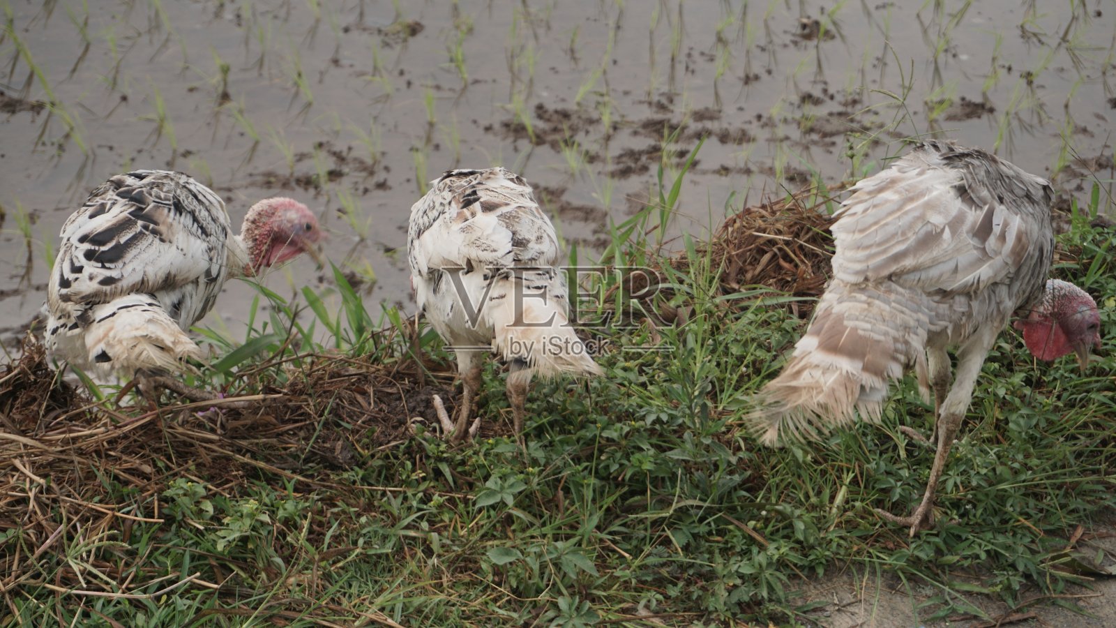 火鸡在鸡笼外面的青草上寻找食物照片摄影图片