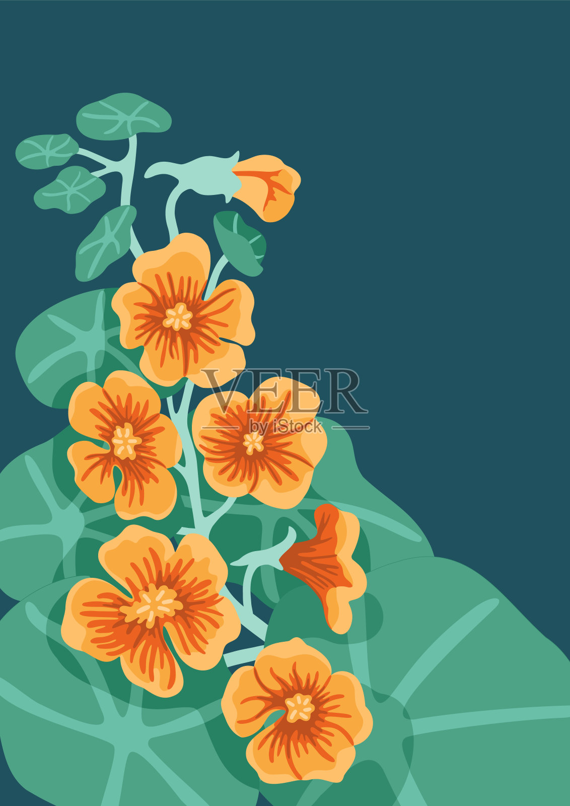 橙色旱金莲花在深色背景上的对比图像。插画图片素材