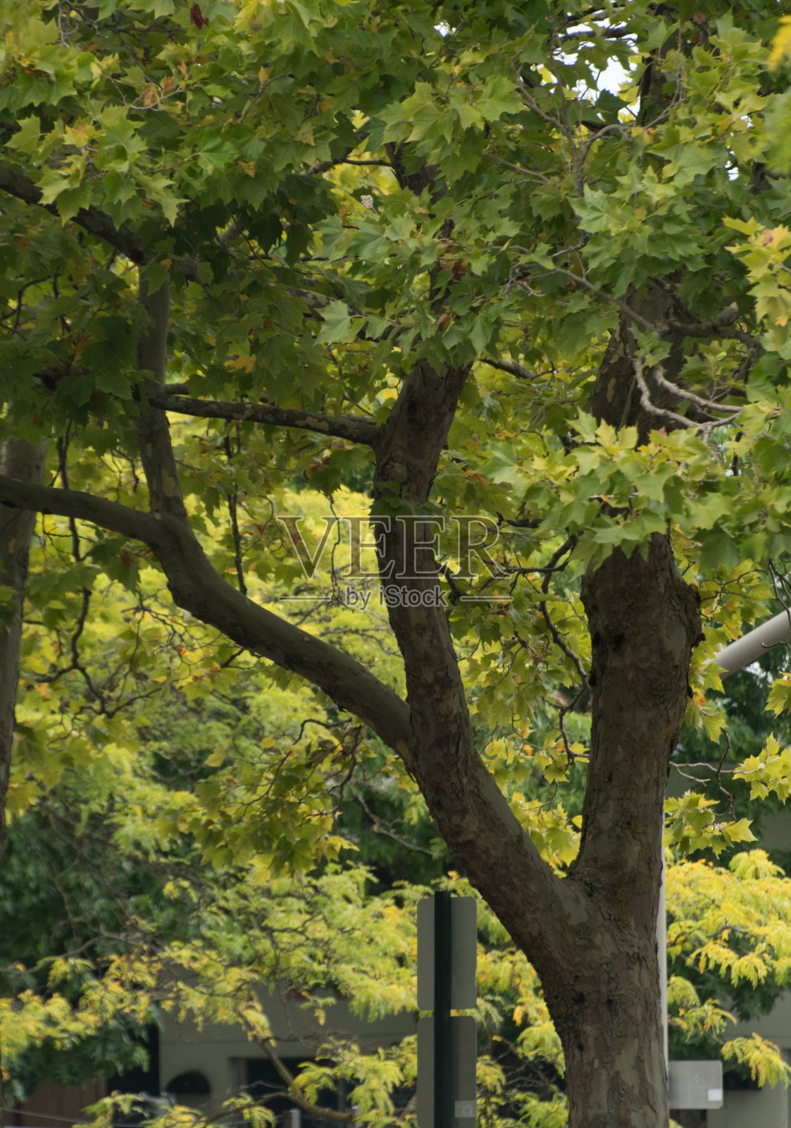 在贝灵汉市中心靠近木兰花街的一棵高大的枫树上，初秋开始飘落照片摄影图片