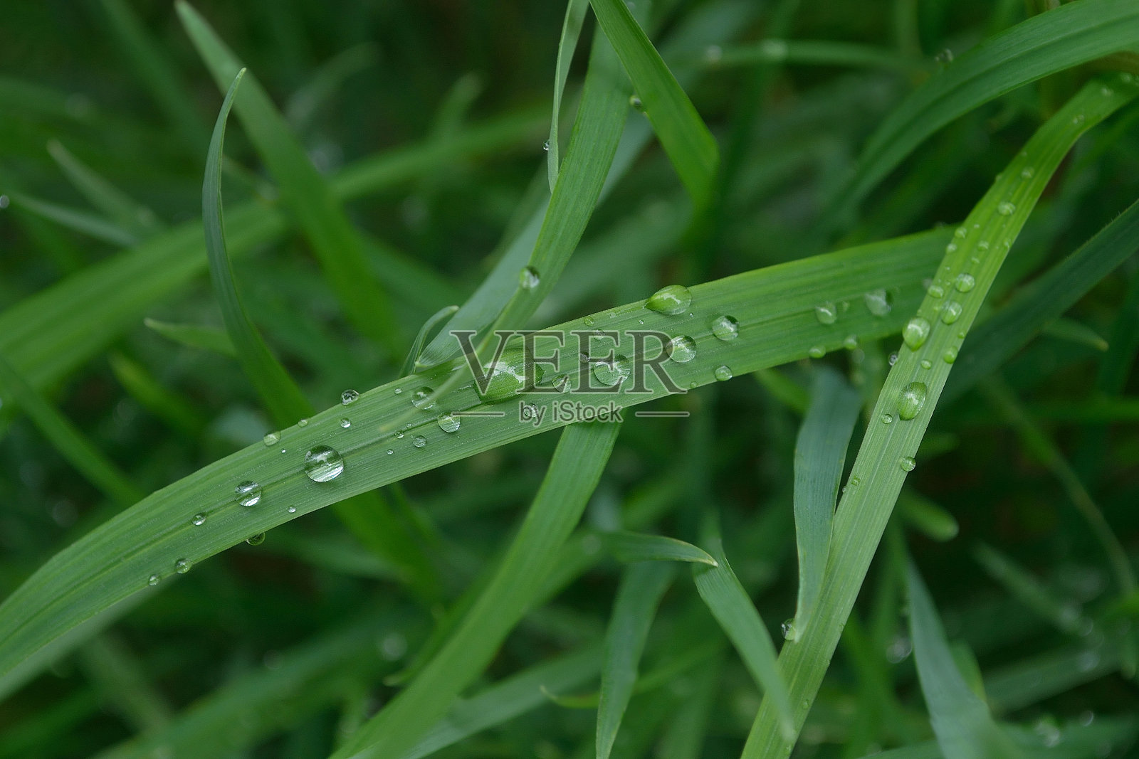树叶与雨滴照片摄影图片