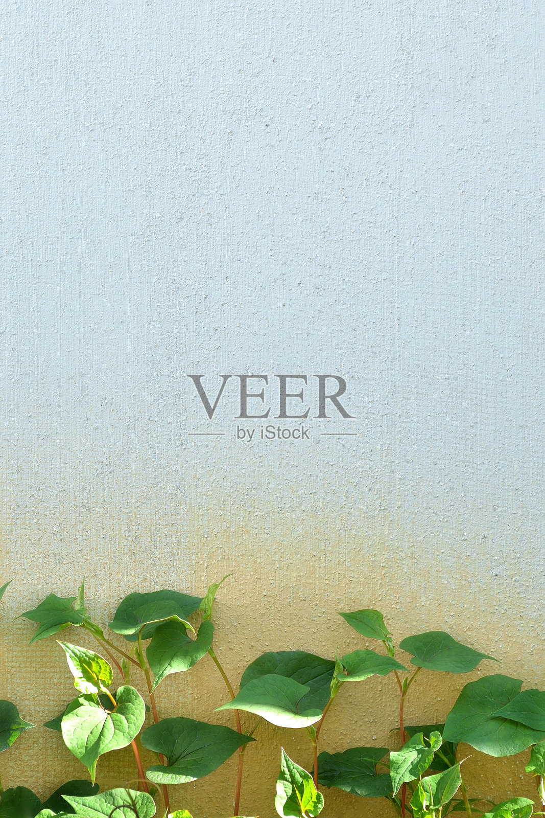 绿树叶在墙前为背景照片摄影图片