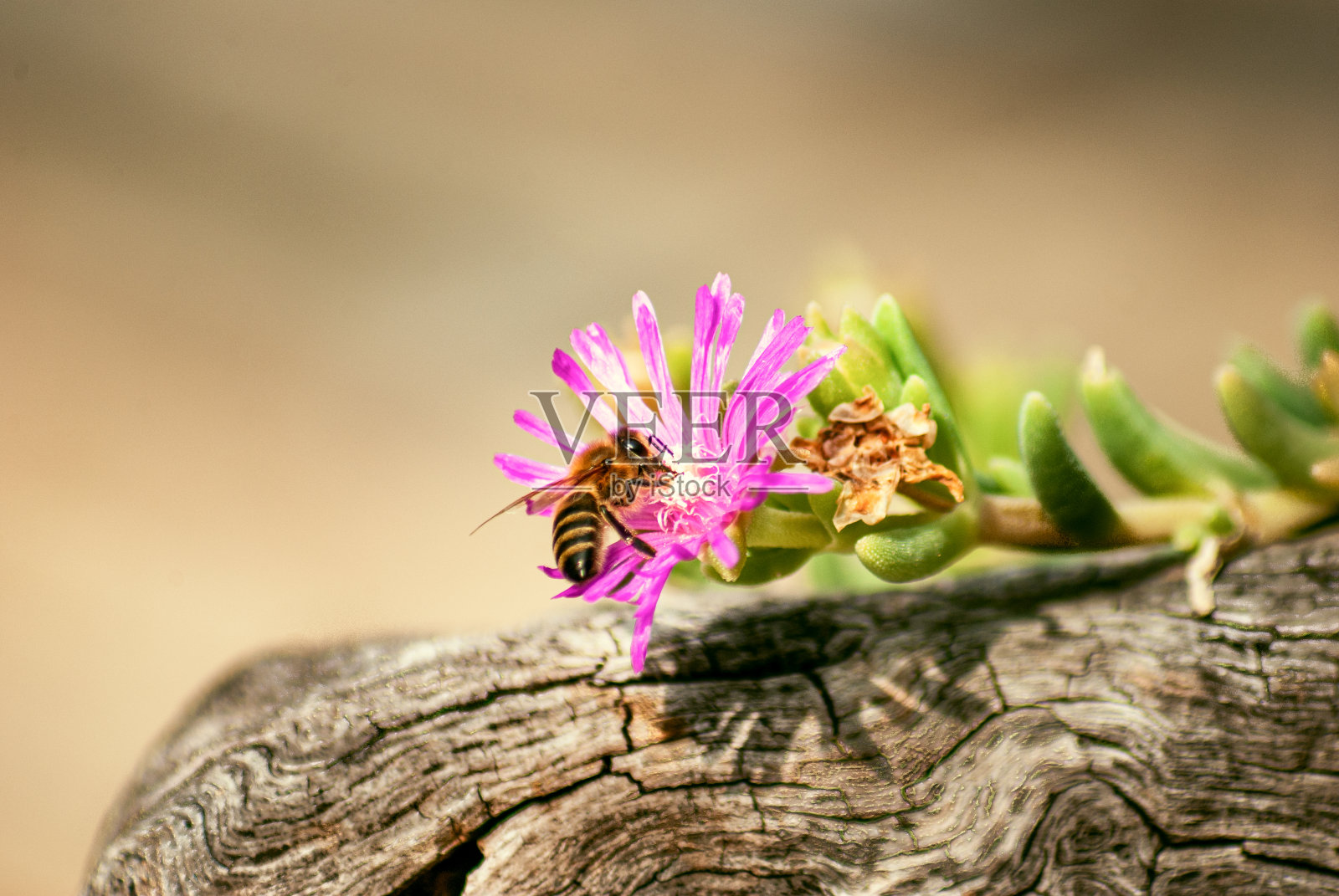 蜜蜂在大马齿苋上(苔藓-玫瑰马齿苋)照片摄影图片