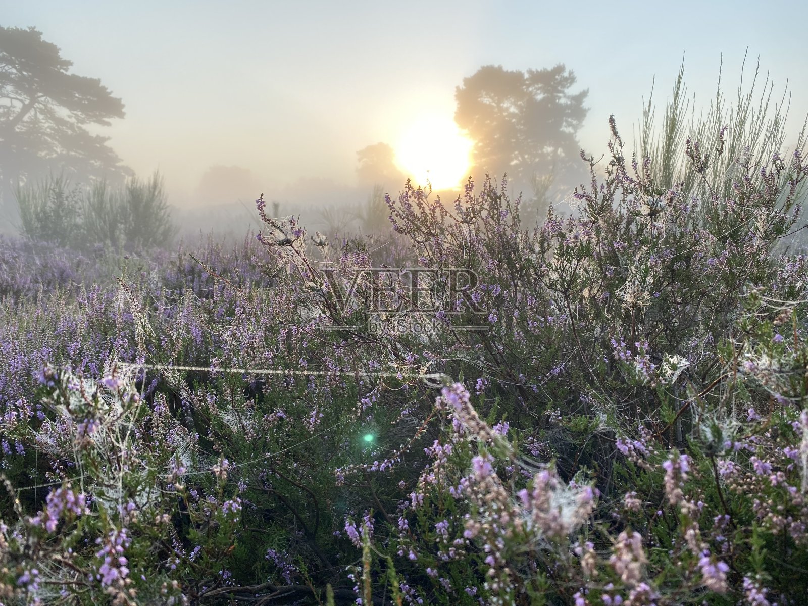 布伦斯萨默海德的日出照片摄影图片