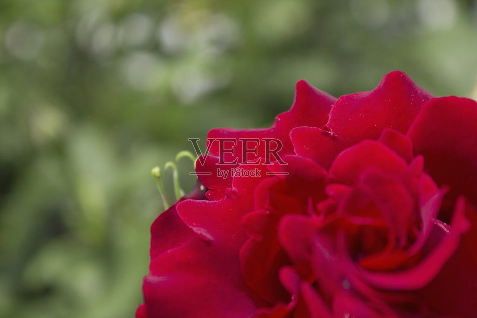 玫瑰花照片摄影图片