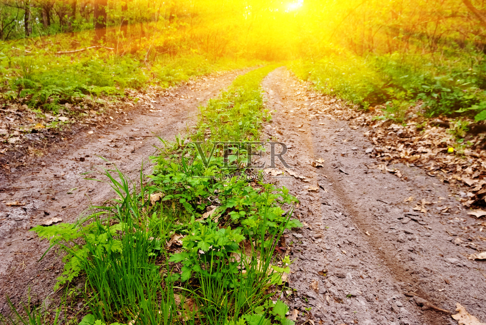 乡间小路在阳光的照耀下照片摄影图片