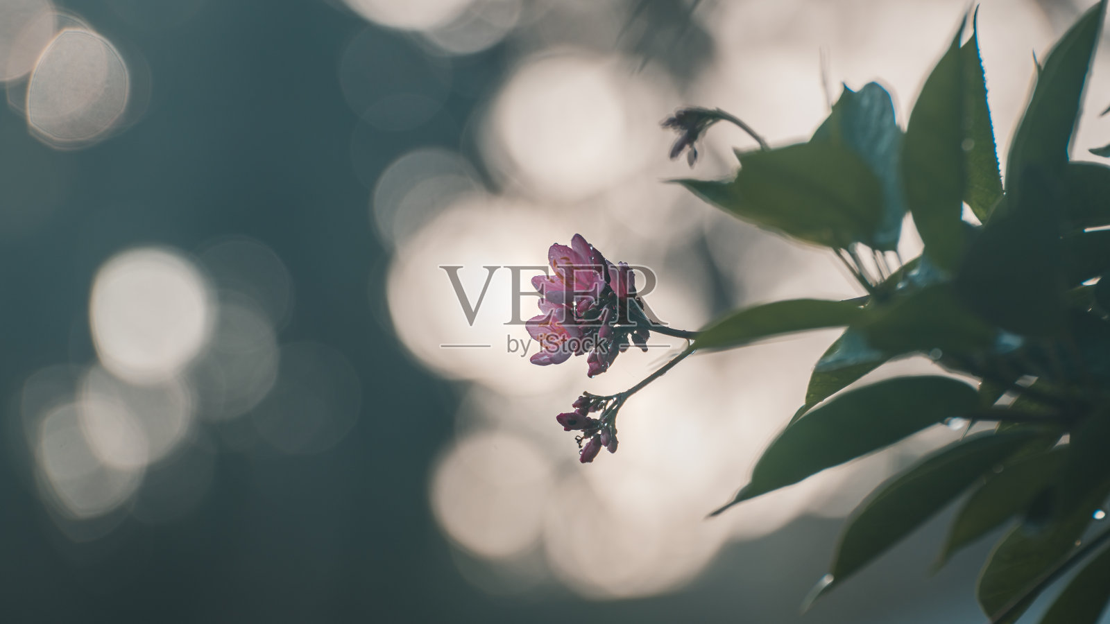 麻疯树的花在泡泡散景的傍晚柔和的背景下，照片摄影图片