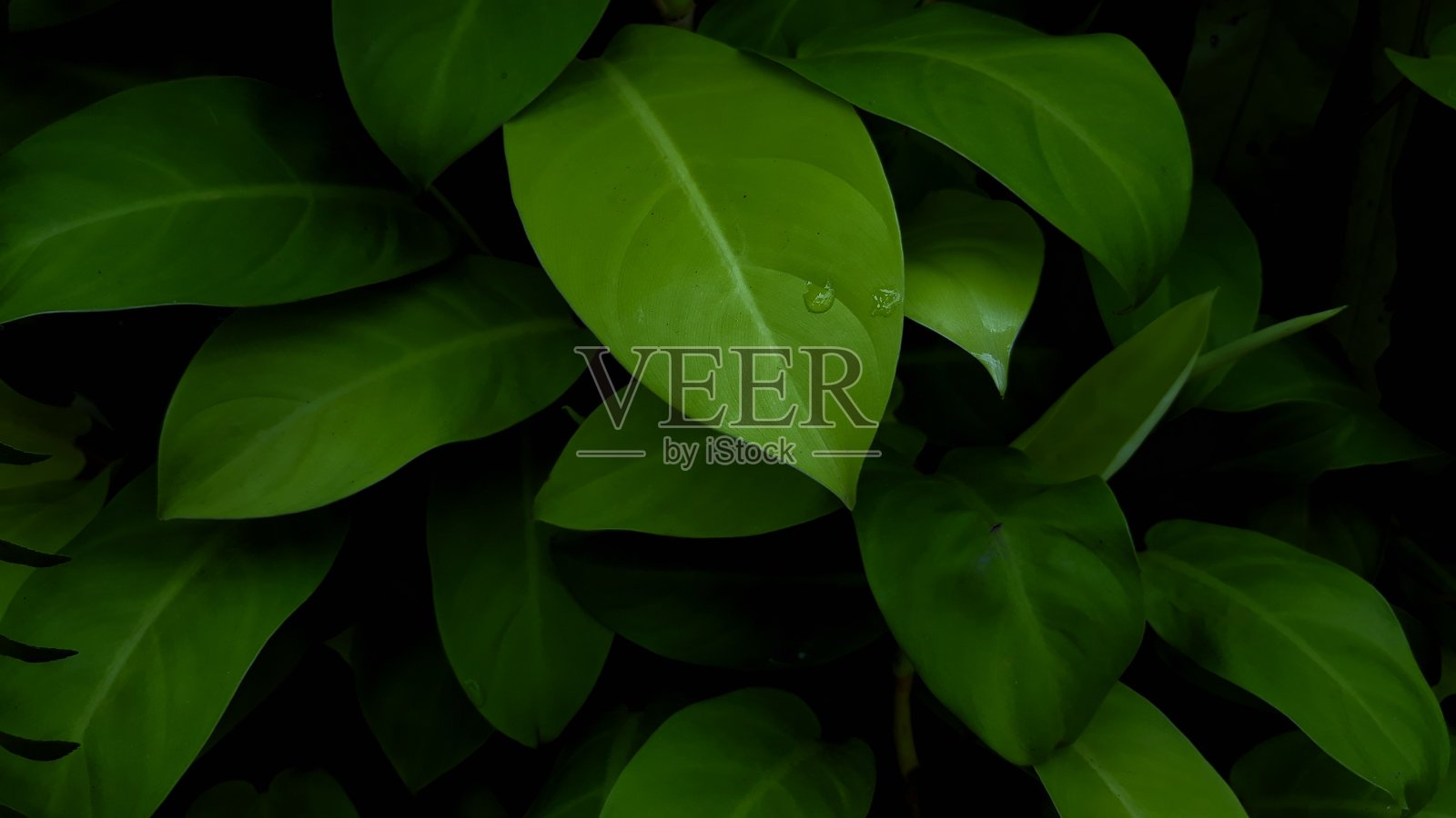 绿色的叶子照片摄影图片