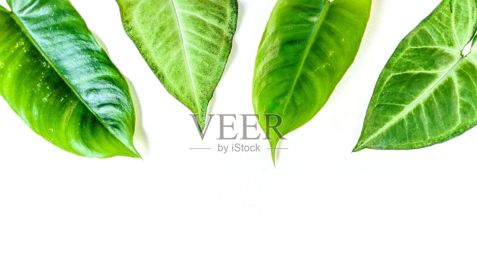 在白色背景上装饰热带树叶的创意布局。极简主义的概念与自由复制空间。自然背景。照片摄影图片