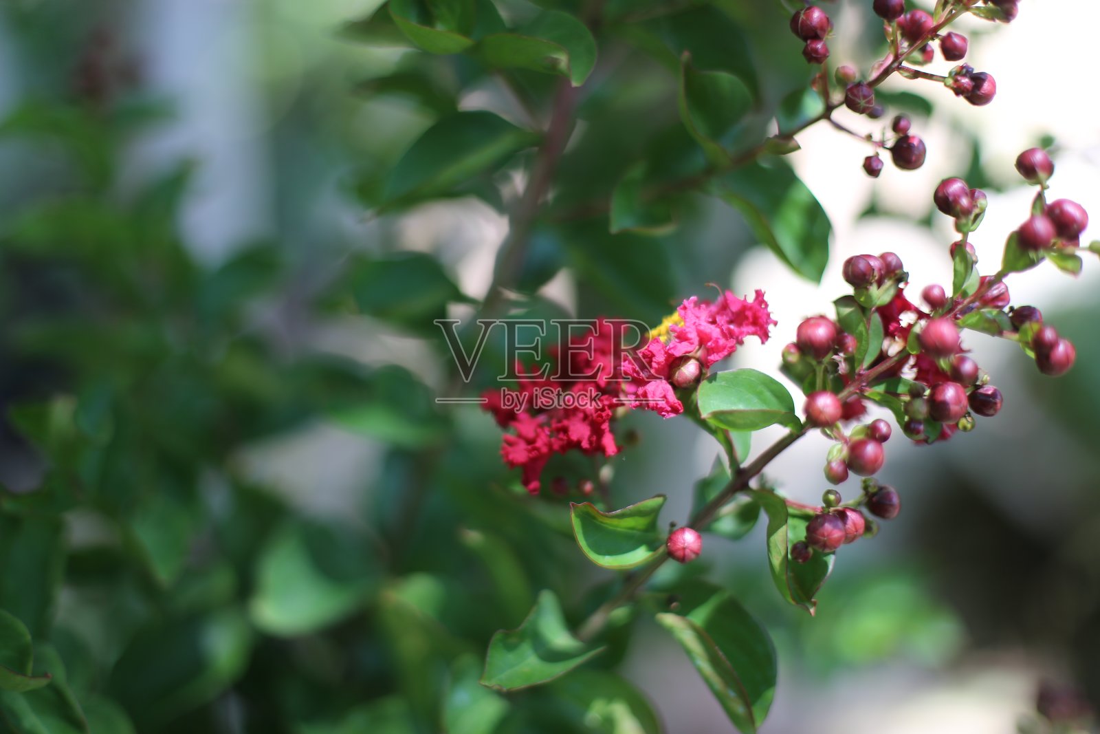 紫薇花和模糊的背景。照片摄影图片