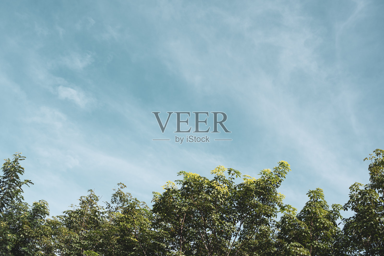 森林里树木上方的天空。照片摄影图片