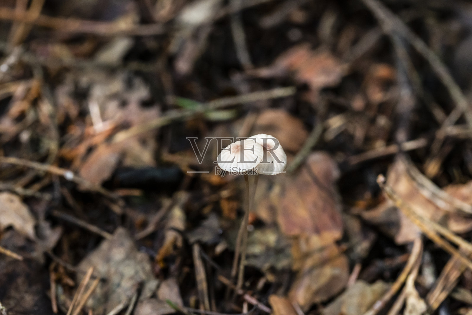 迈锡纳普通蘑菇，被称为俗帽，非常小的蘑菇在针叶林的细腿上照片摄影图片