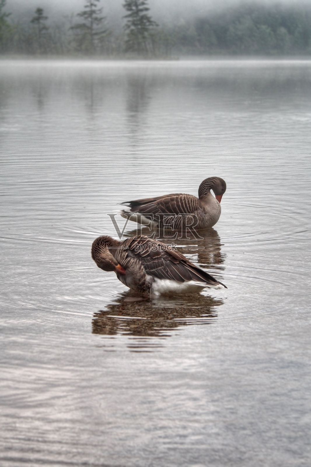 水鸟灰雁-雾蒙蒙的高山湖泊中的大雁照片摄影图片