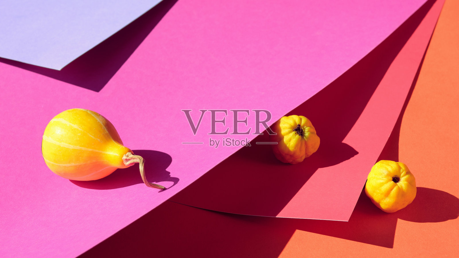 秋天的颜色。黄色的南瓜和温柏果放在醒目的红色、橙色、紫色、紫色分层纸上。直接的自然阳光，长长的阴影。简单的最小的安排。充满活力的秋天色彩和氛围照片摄影图片