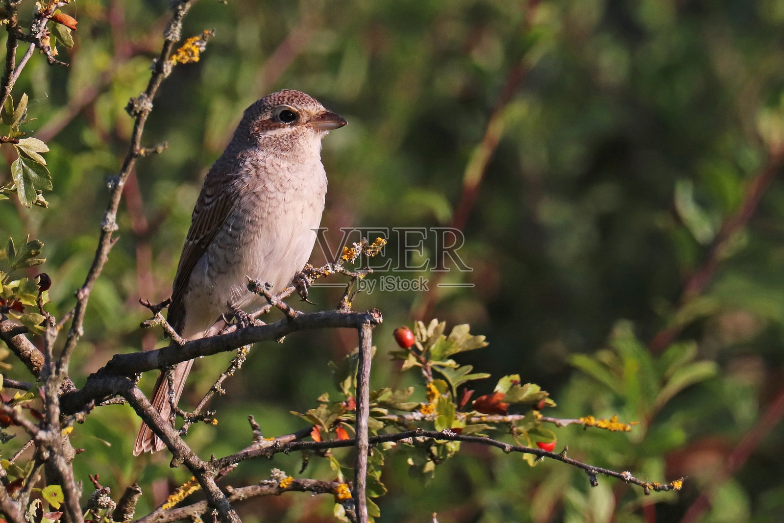 年轻的红背虾(Lanius collurio)。照片摄影图片
