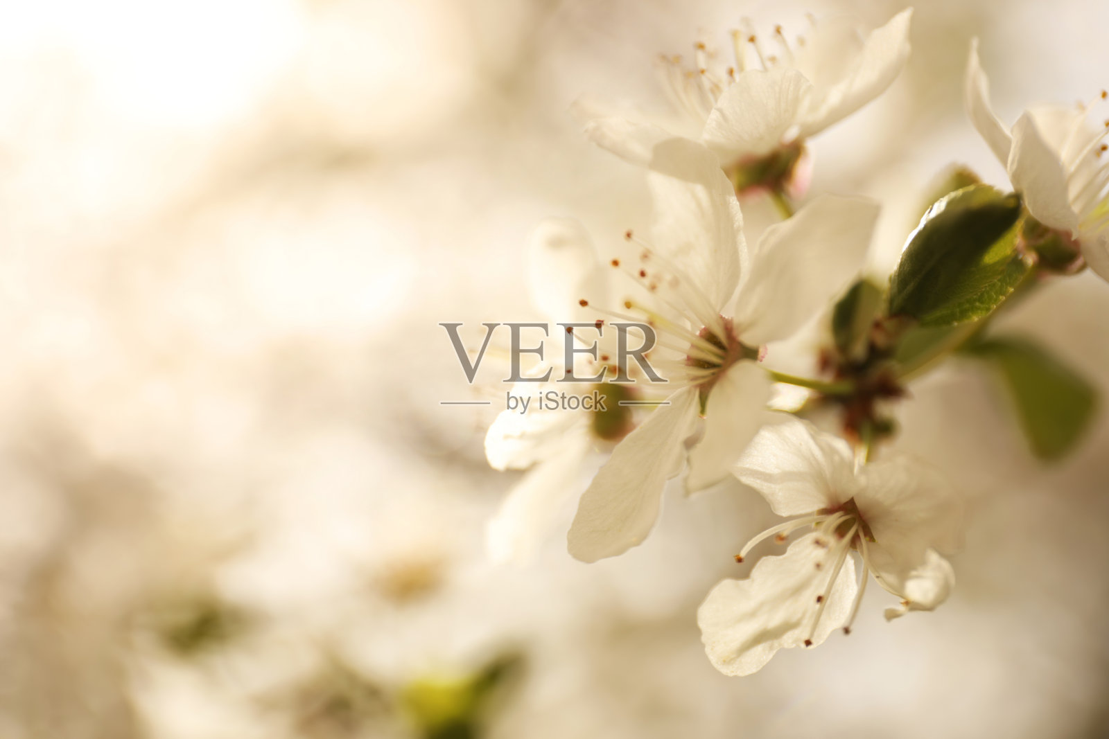 春天里户外开花树的特写照片摄影图片