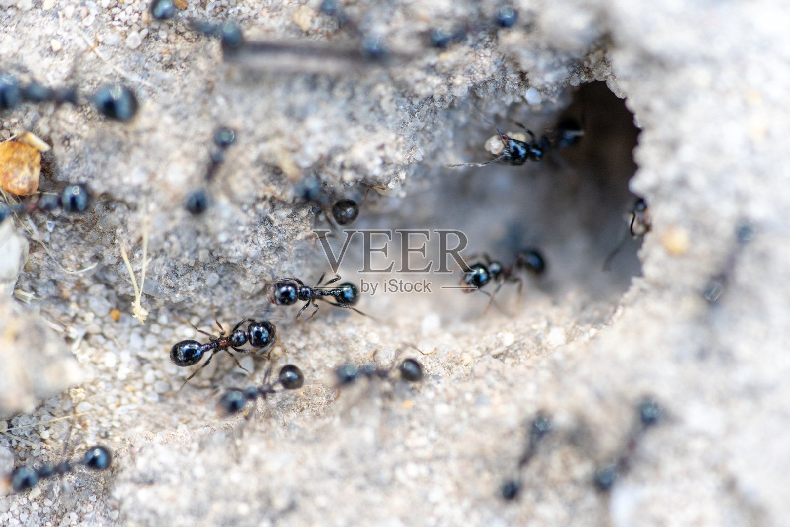 由蚂蚁形成的蚁丘在沙子上形成的洞。照片摄影图片