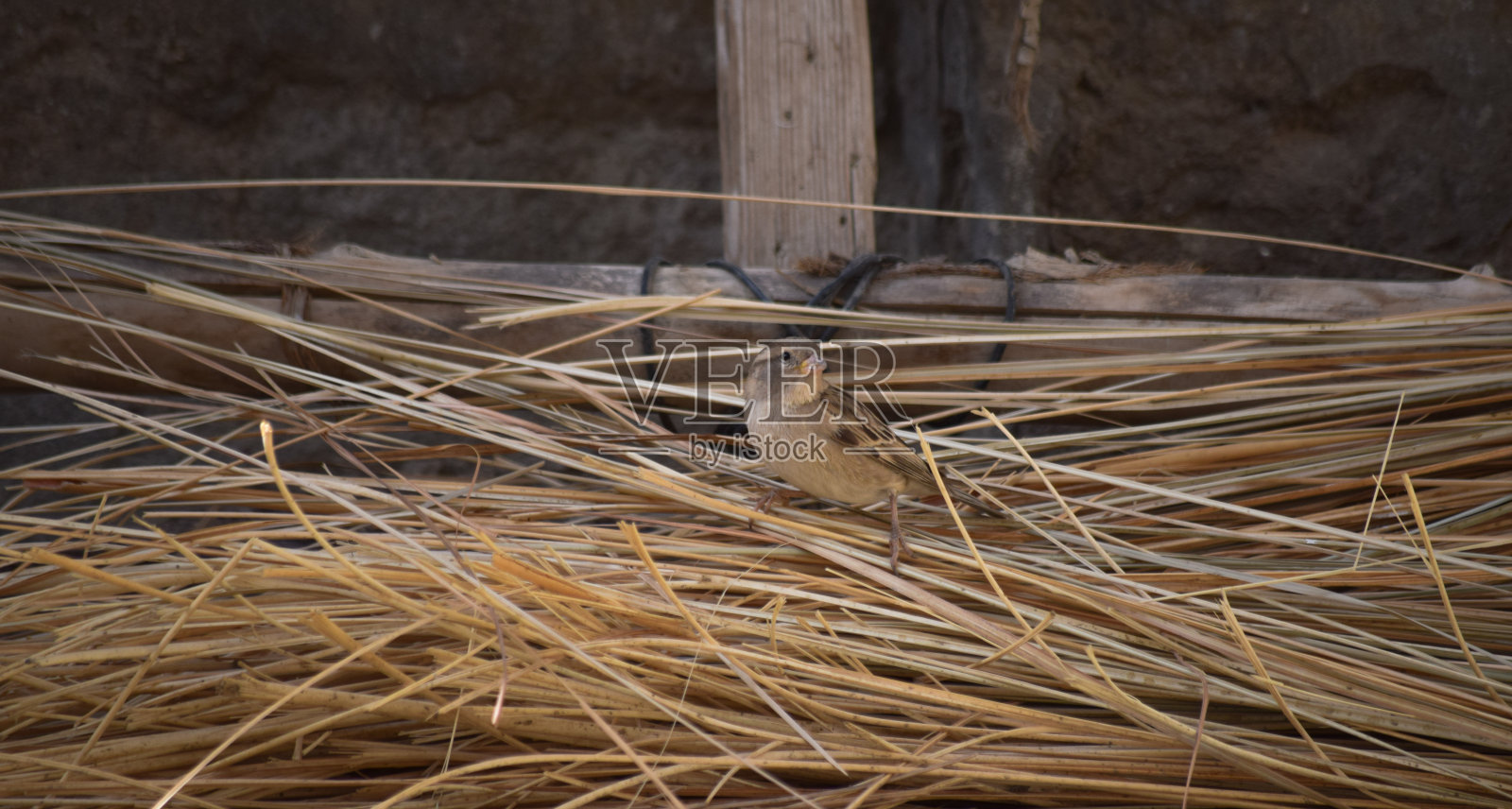 麻雀亚洲鸟树野生动物户外活动，观鸟幼鸟雌鸣雀照片摄影图片