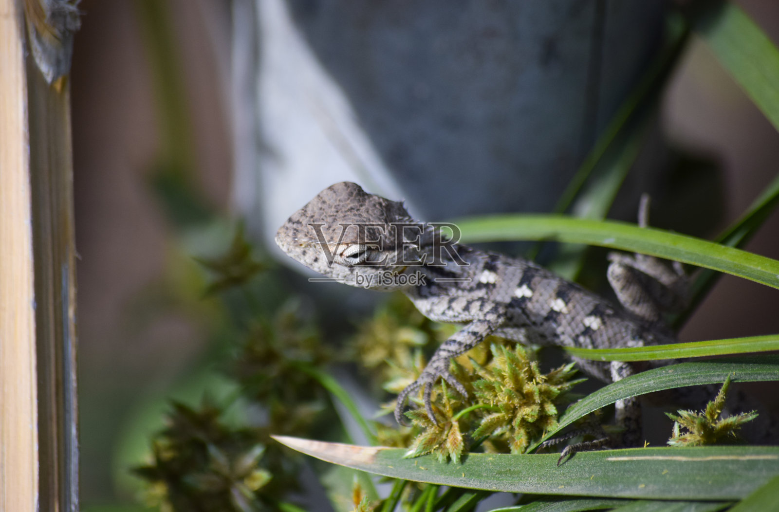 绿草植物叶上的蜥蜴，野生动物近距离自然背景下的爬行动物照片摄影图片