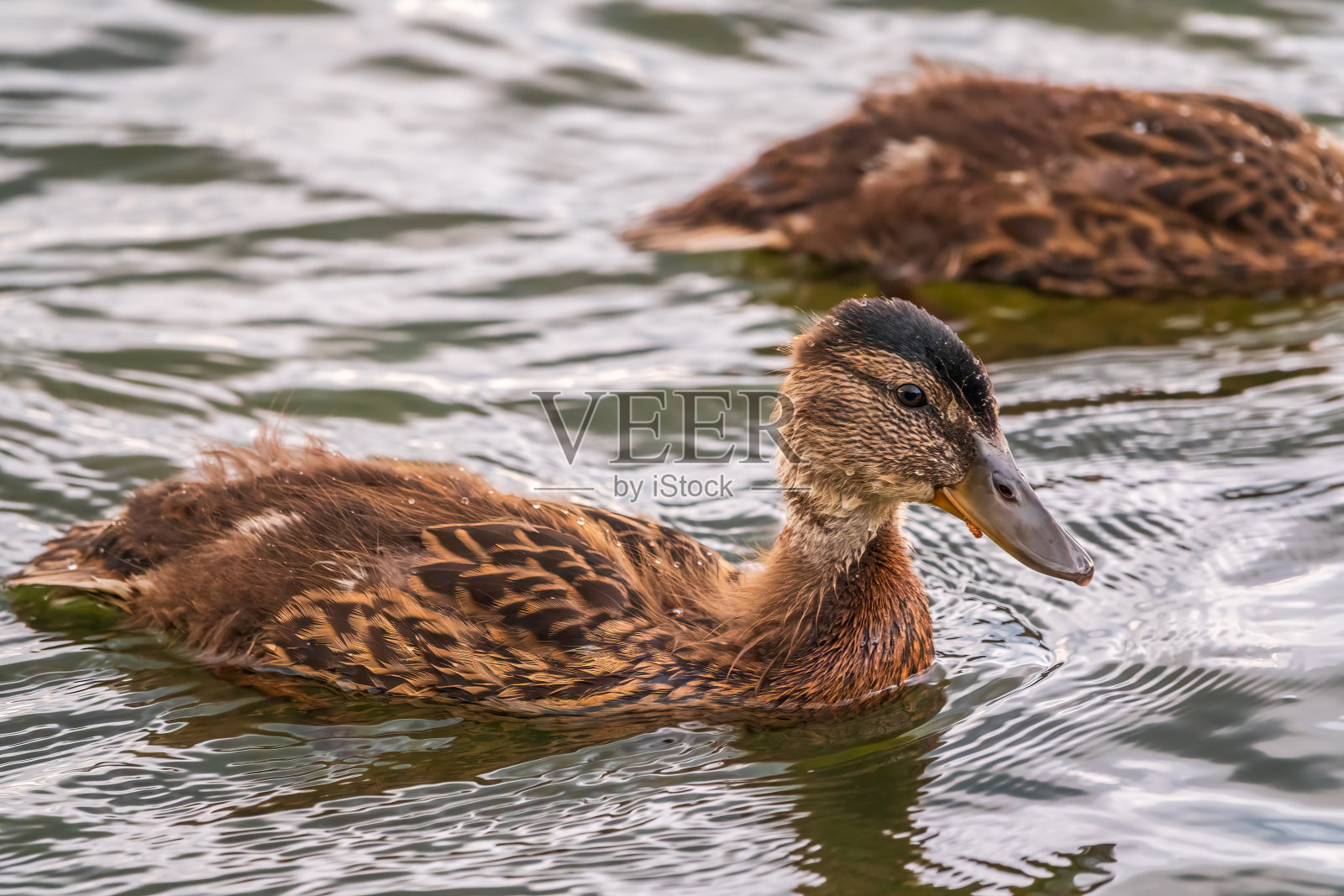 可爱的小鸭子独自在平静的湖水或河流中游泳照片摄影图片