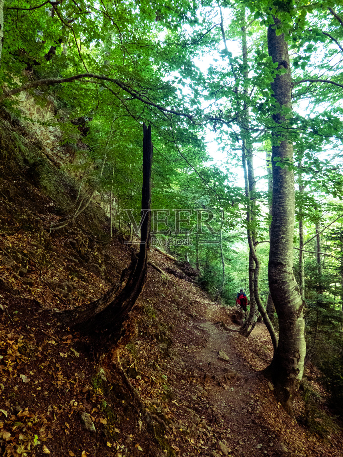 法格达四世照片摄影图片